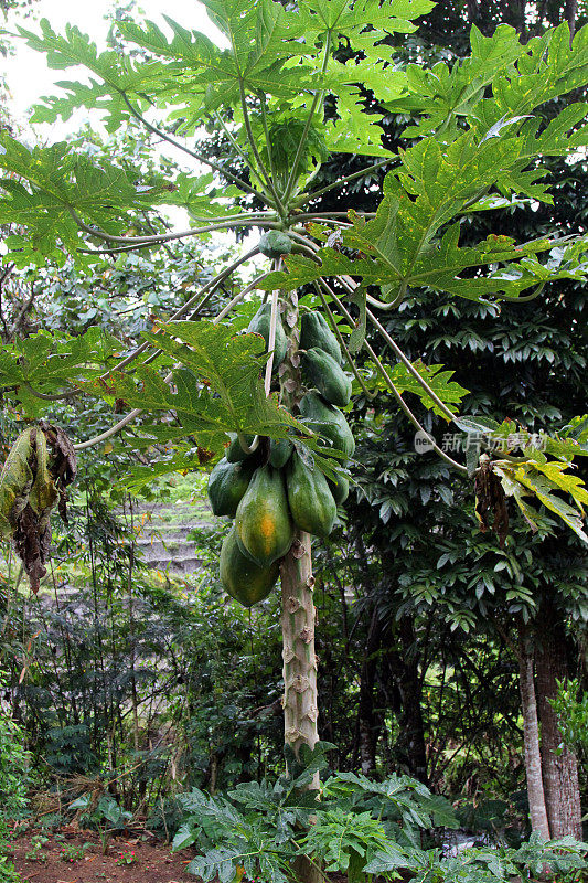 印度尼西亚:弗洛雷斯的Belimbing Sayur树